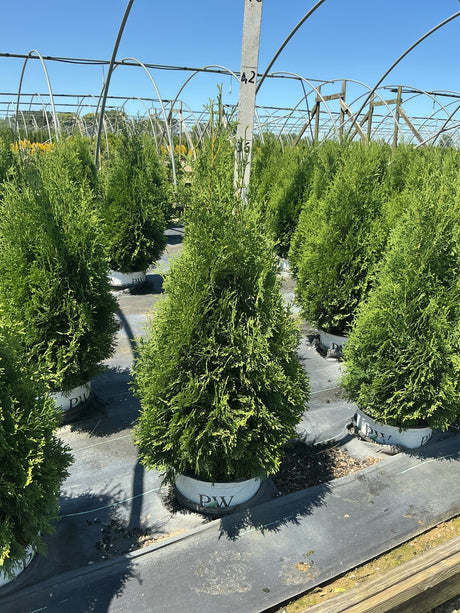 Rows of North Pole Arborvitae in PW containers growing in a nursery greenhouse, showing their dense, narrow columnar habit.