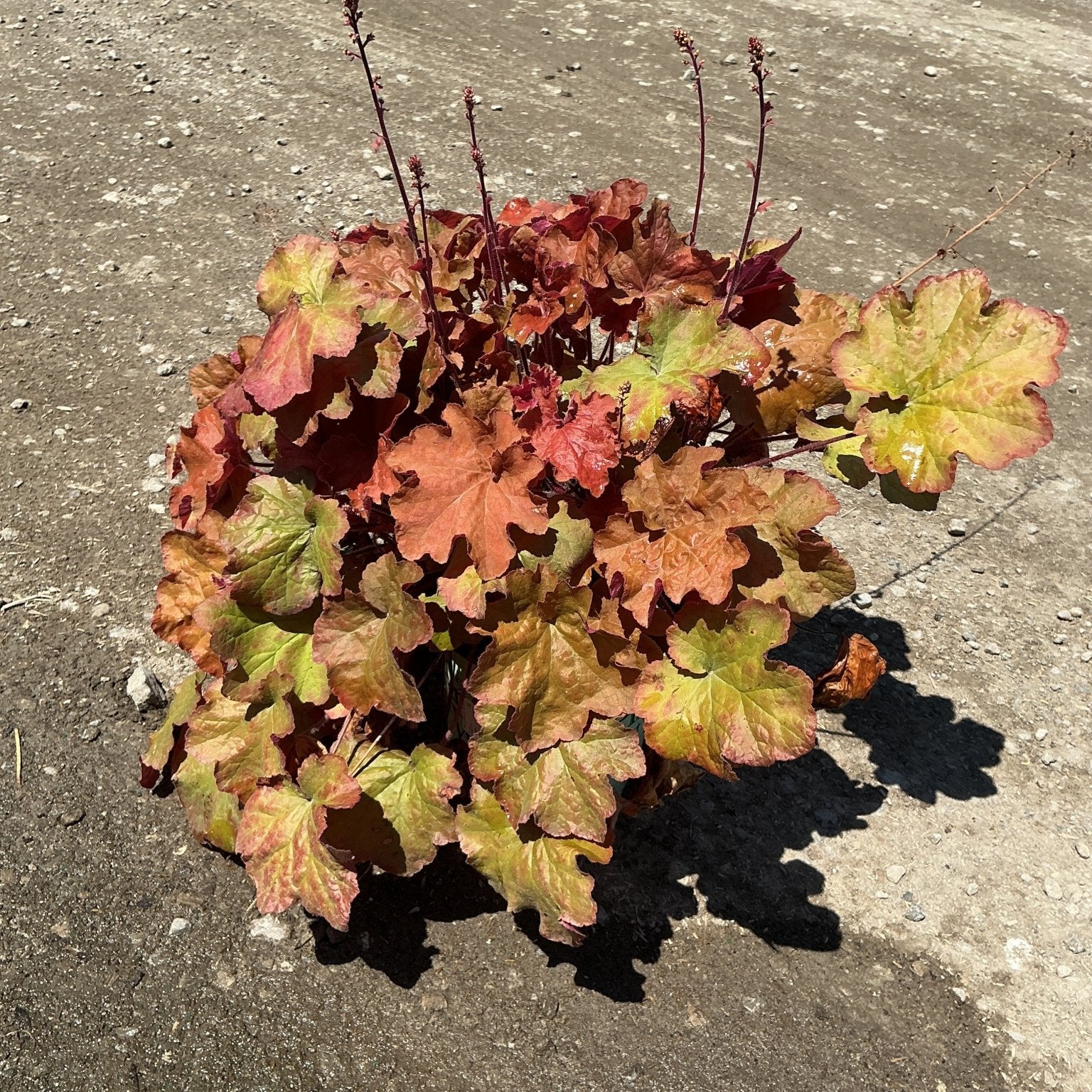 Heuchera 'Caramel' coral bells showing warm amber and copper foliage with slender dark flower spikes rising above the mound.