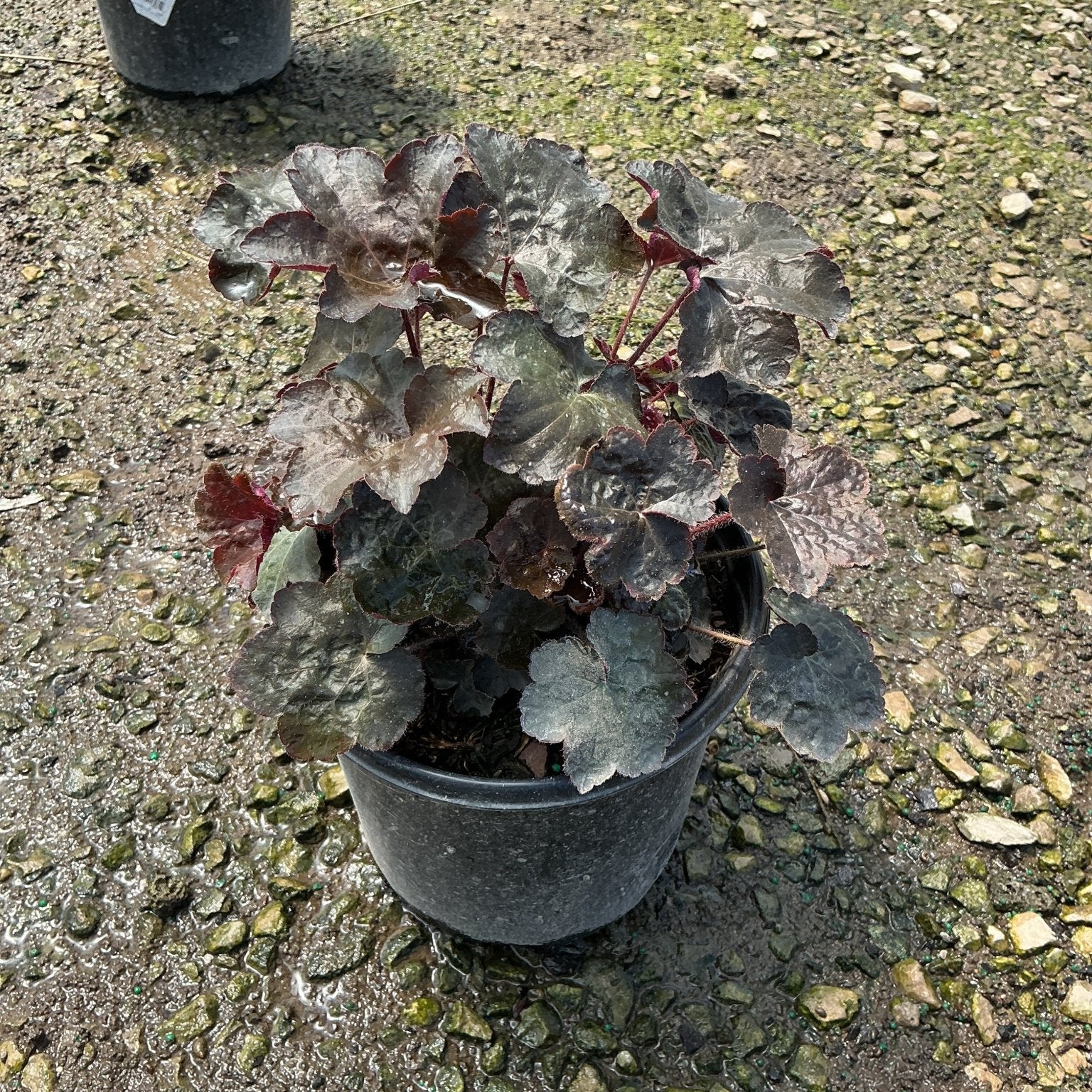Heuchera micrantha Palace Purple Coral Bells growing in a black nursery container, showing deep burgundy and purple foliage.