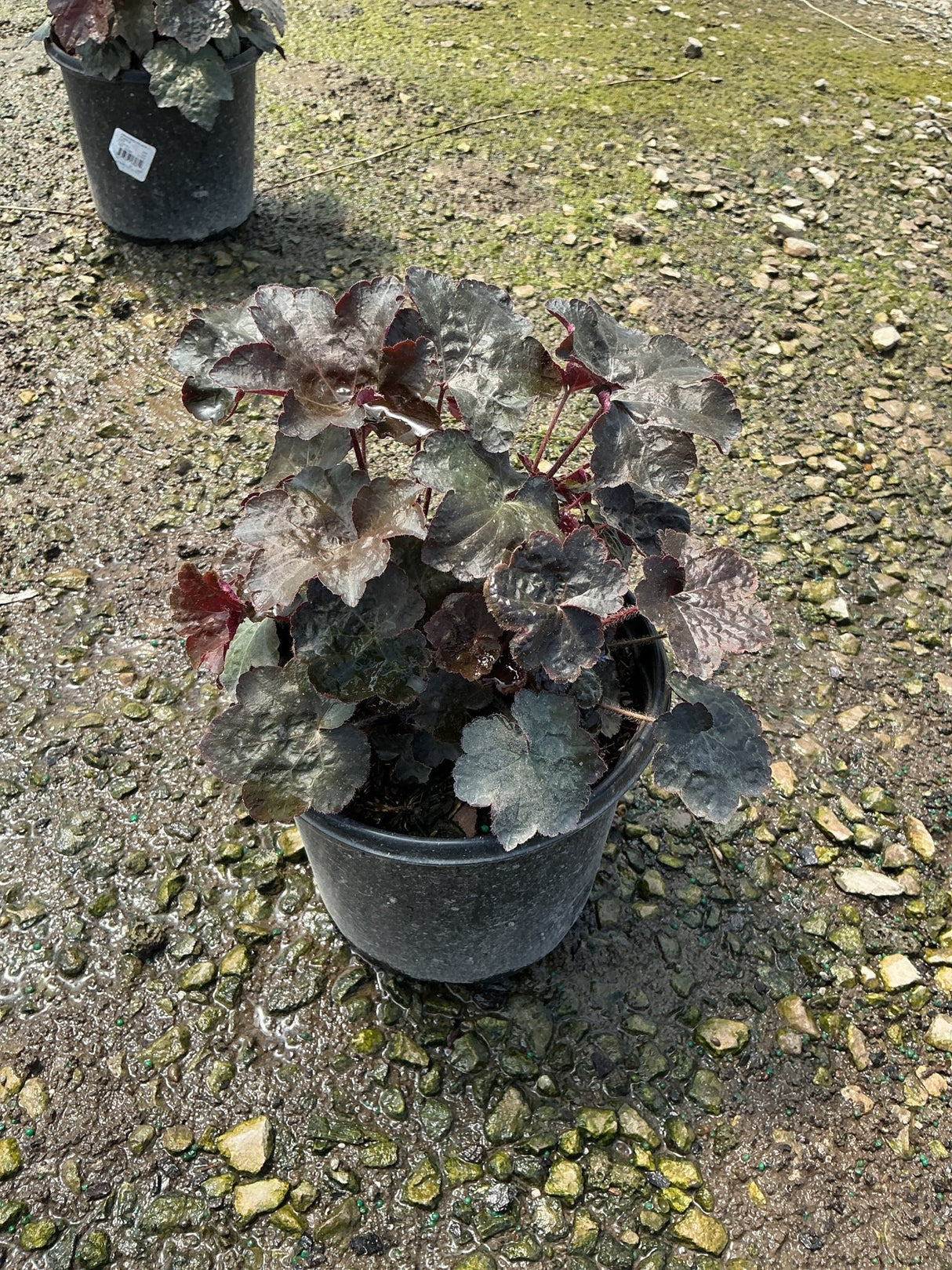 Heuchera micrantha Palace Purple Coral Bells growing in a black nursery container, showing deep burgundy and purple foliage.