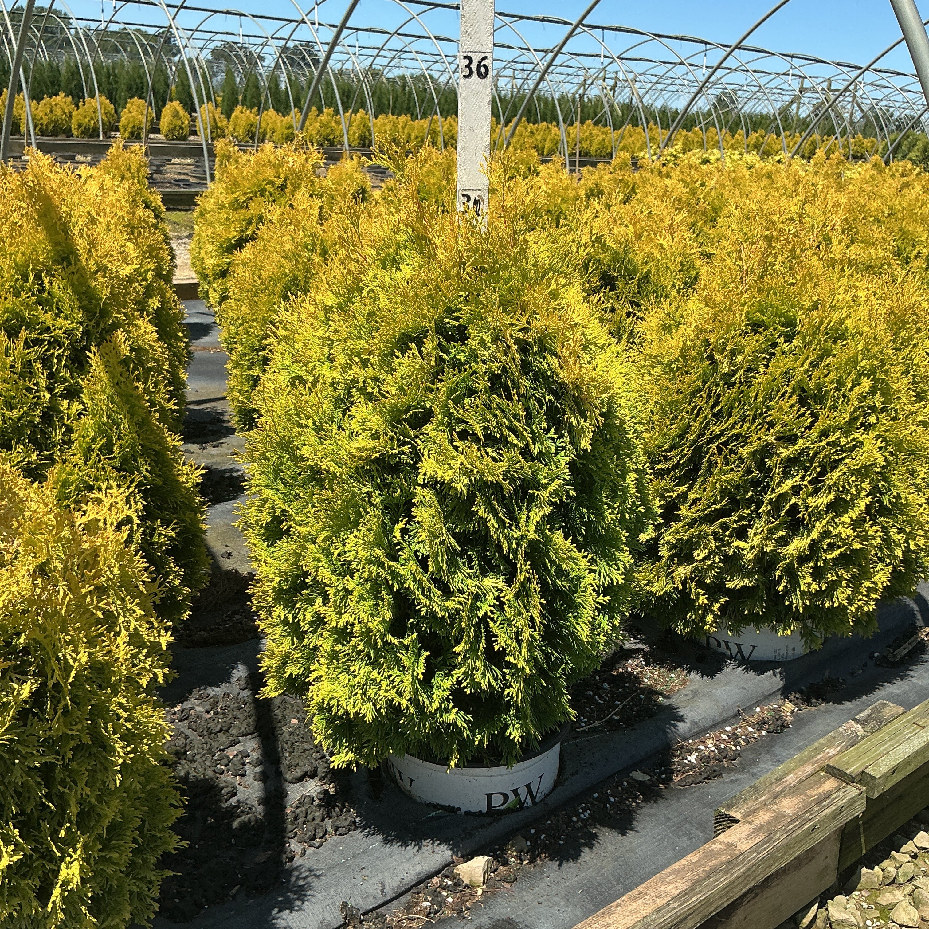 Fluffy Western Arborvitae shrubs with golden-yellow foliage growing in white PW containers inside a greenhouse nursery.