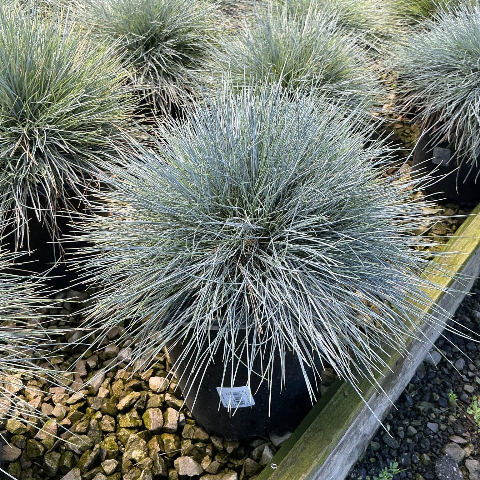 Beyond Blue Festuca grass in a black nursery container, showing its striking silver-blue mounding foliage habit.