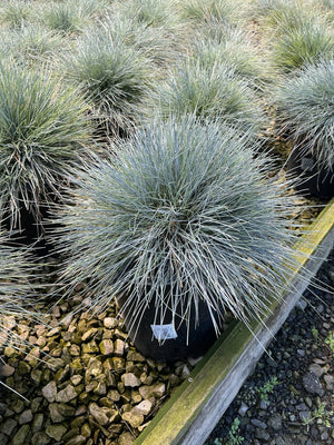 Beyond Blue Festuca grass in a black nursery container, showing its striking silver-blue mounding foliage habit.
