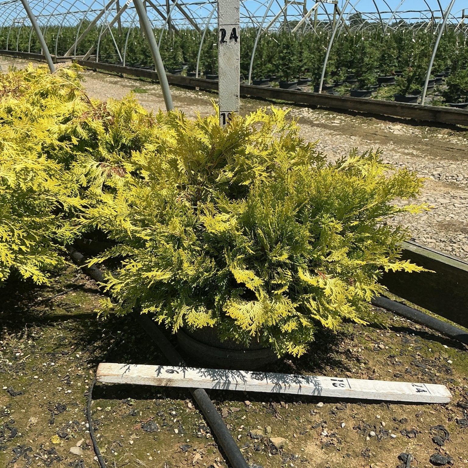 Golden Hinoki False Cypress Chamaecyparis obtusa Crippsii growing in a #3 container at a nursery, showing bright golden-green foliage.