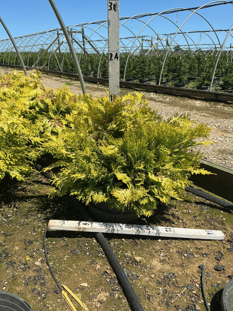 Golden Hinoki False Cypress Chamaecyparis obtusa Crippsii growing in a #3 container at a nursery, showing bright golden-green foliage.