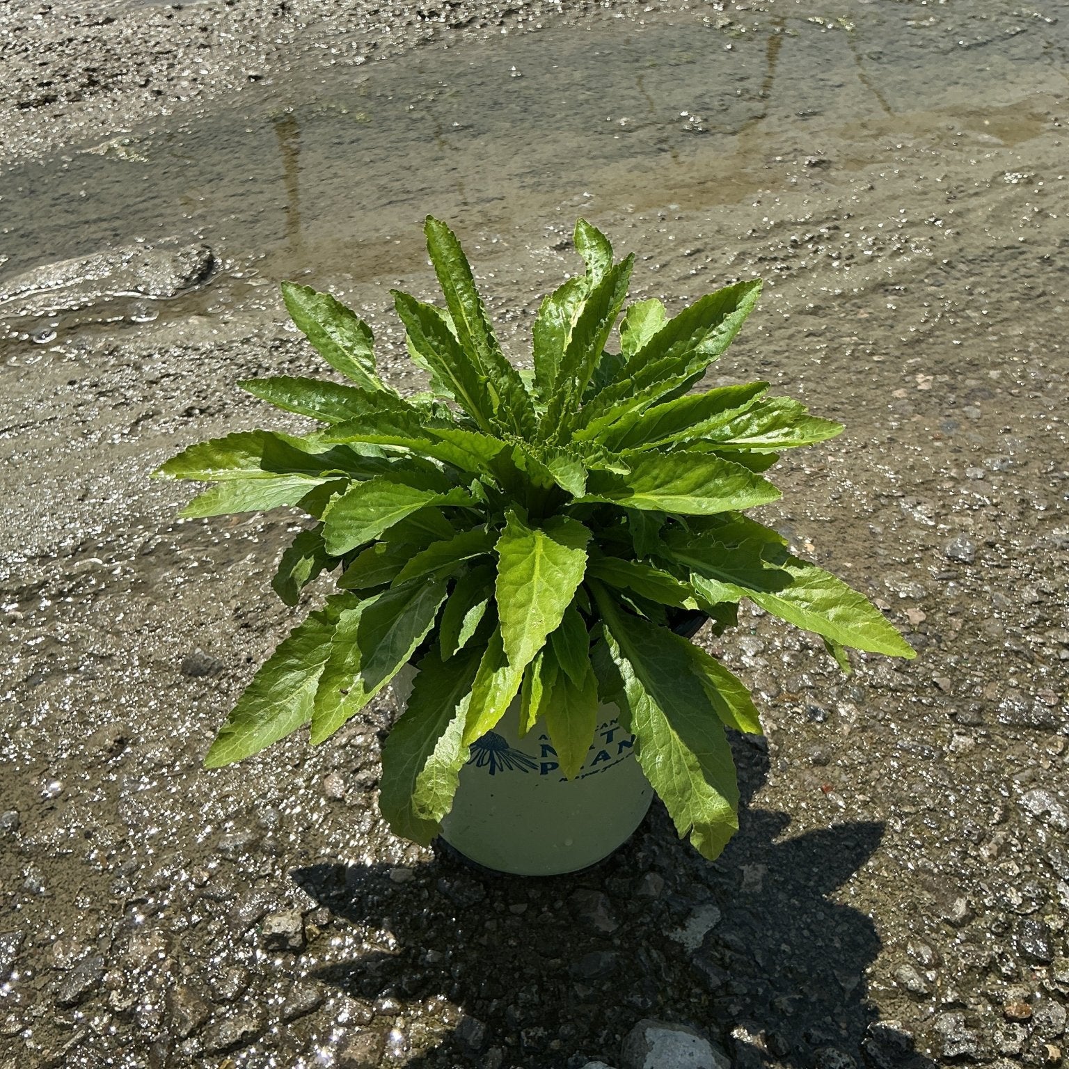 Cardinal Flower (Lobelia cardinalis) young plant in a #1 nursery container, showing dense bright green foliage rosette.