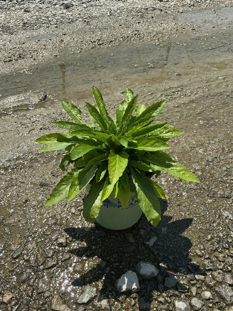 Cardinal Flower (Lobelia cardinalis) young plant in a #1 nursery container, showing dense bright green foliage rosette.