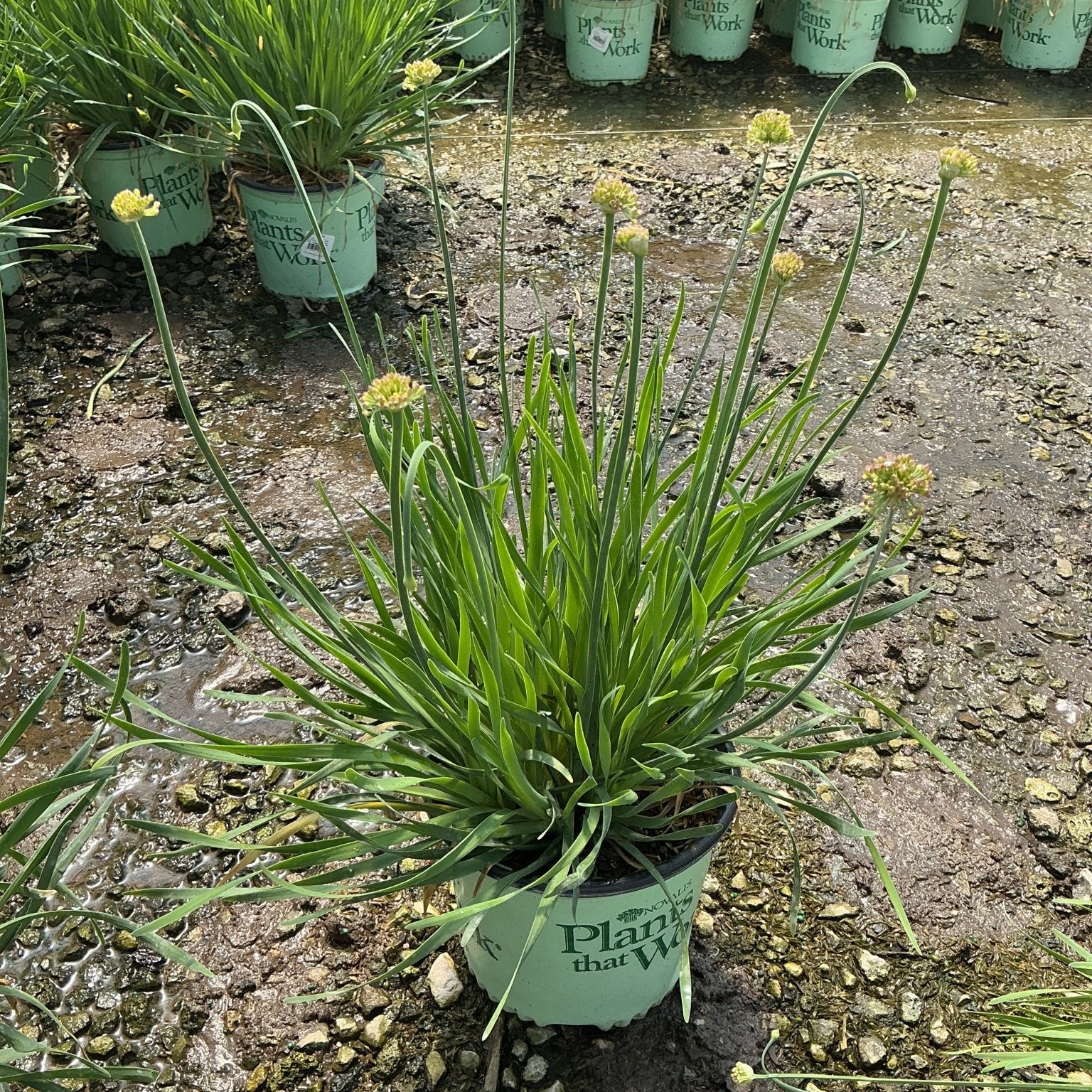 Allium Medusa growing in a nursery container with long arching foliage and globe-shaped flower buds forming on tall stems.