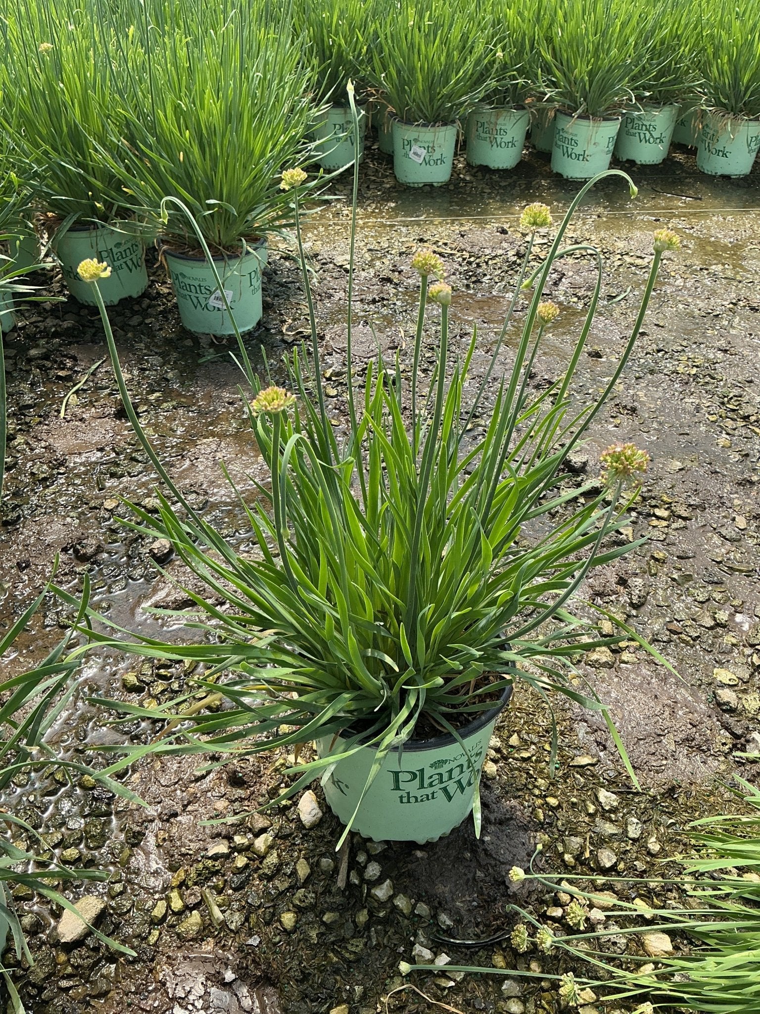 Allium Medusa growing in a nursery container with long arching foliage and globe-shaped flower buds forming on tall stems.