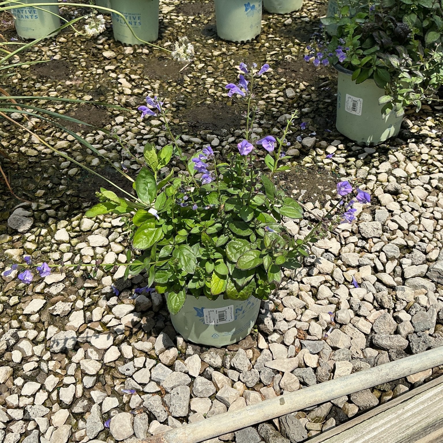 Appalachian Blue Skullcap in a #1 container displaying purple blooms on upright stems with lush green foliage, set on gravel at a nursery.