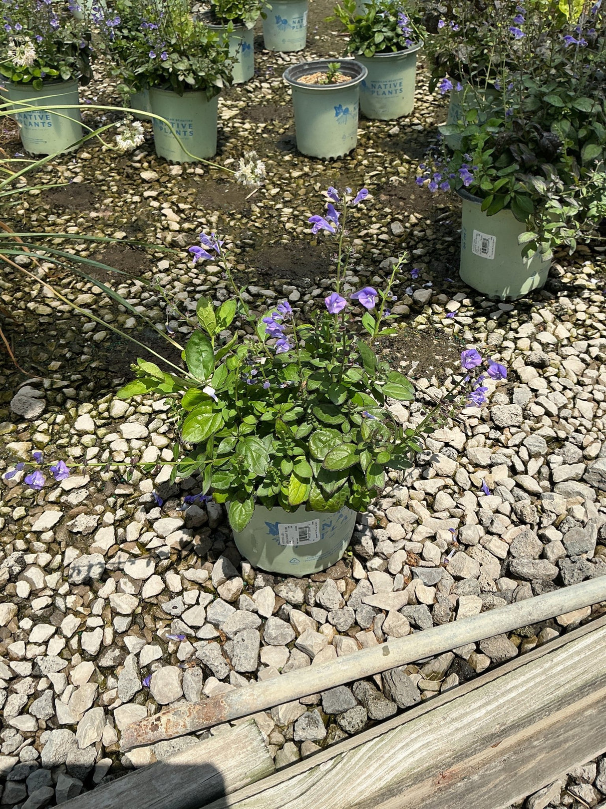 Appalachian Blue Skullcap in a #1 container displaying purple blooms on upright stems with lush green foliage, set on gravel at a nursery.
