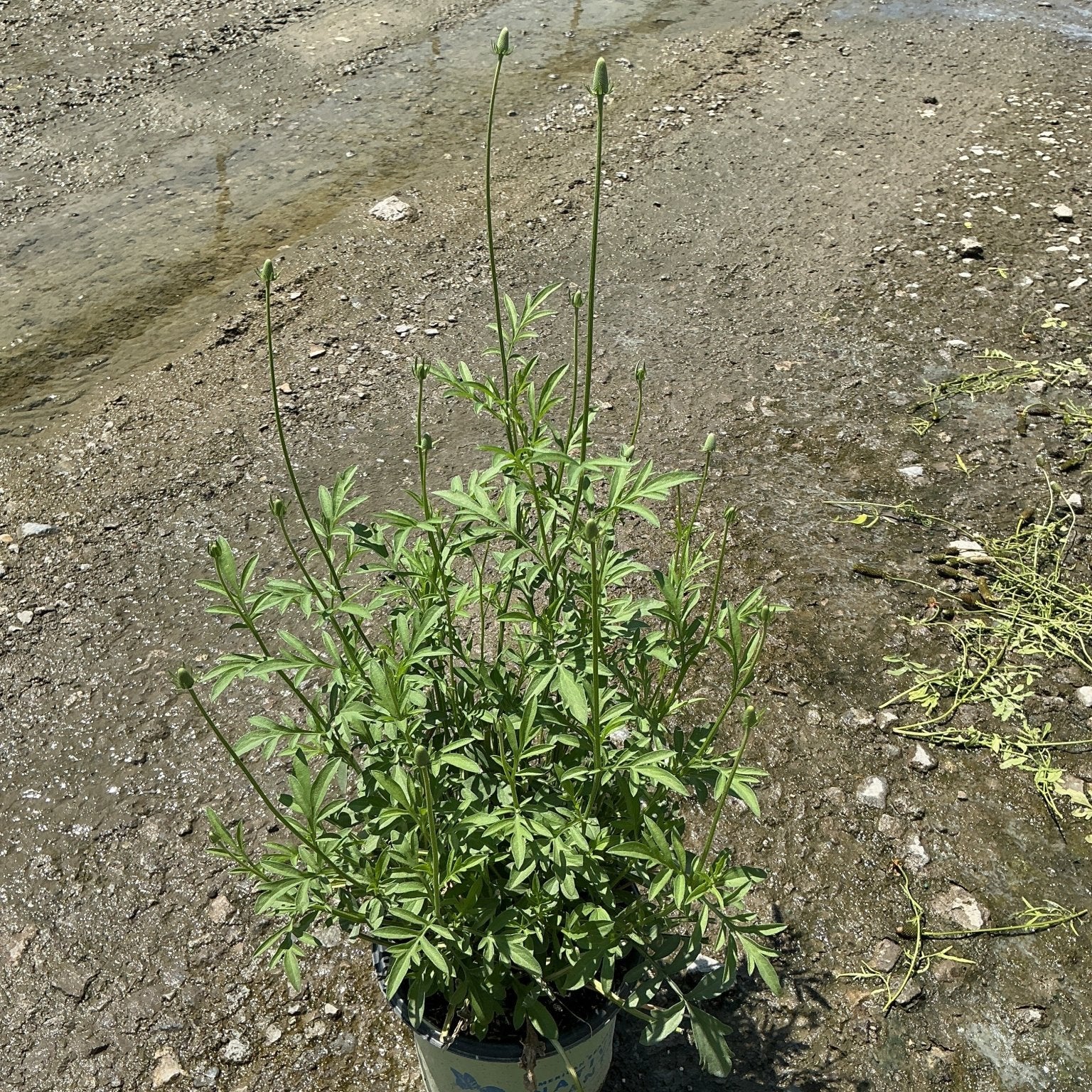 Red Midget Ratibida plant in a #1 container showing upright stems with rounded buds ready to bloom.