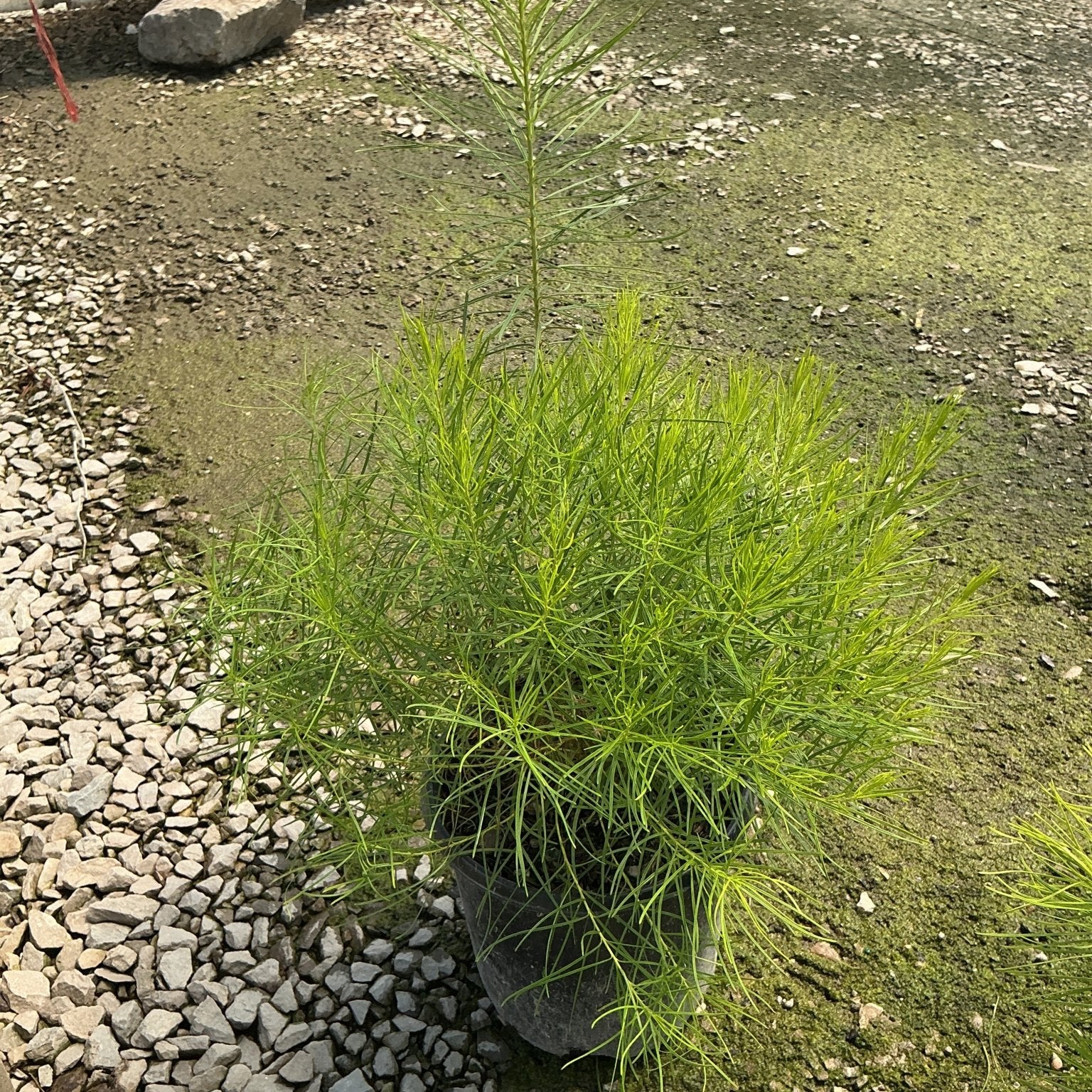 Amsonia hubrichtii Hubricht's Bluestar in a nursery container showing its fine, feathery bright green foliage.