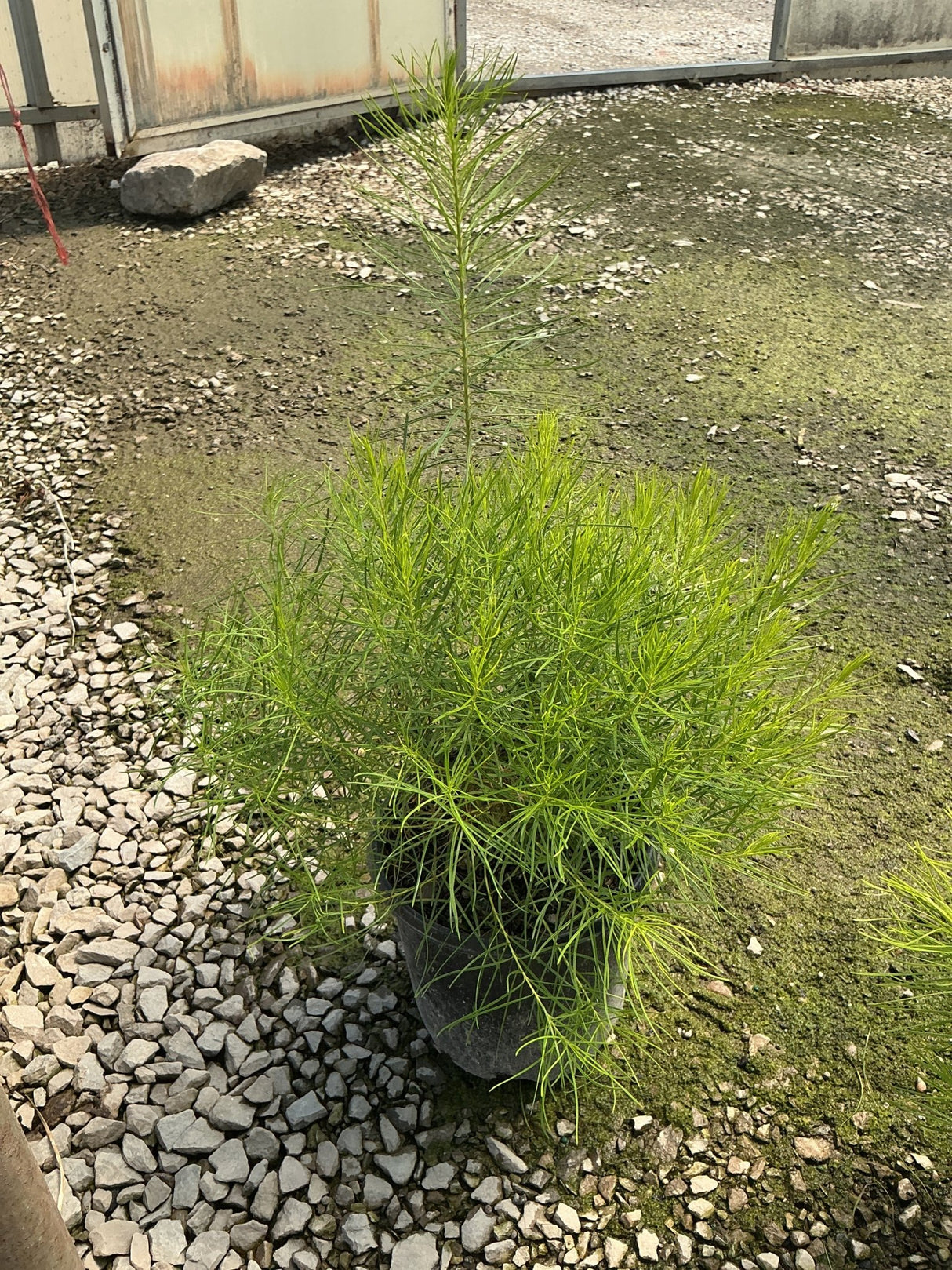 Amsonia hubrichtii Hubricht's Bluestar in a nursery container showing its fine, feathery bright green foliage.