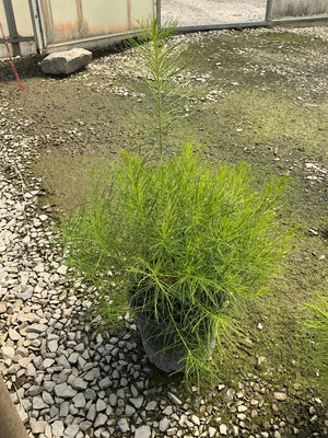 Amsonia hubrichtii Hubricht's Bluestar in a nursery container showing its fine, feathery bright green foliage.