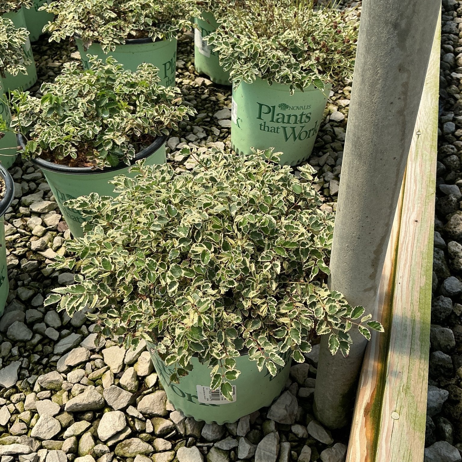 Variegated shrubs with green and white foliage in Novalis Plants that Work containers at a nursery.