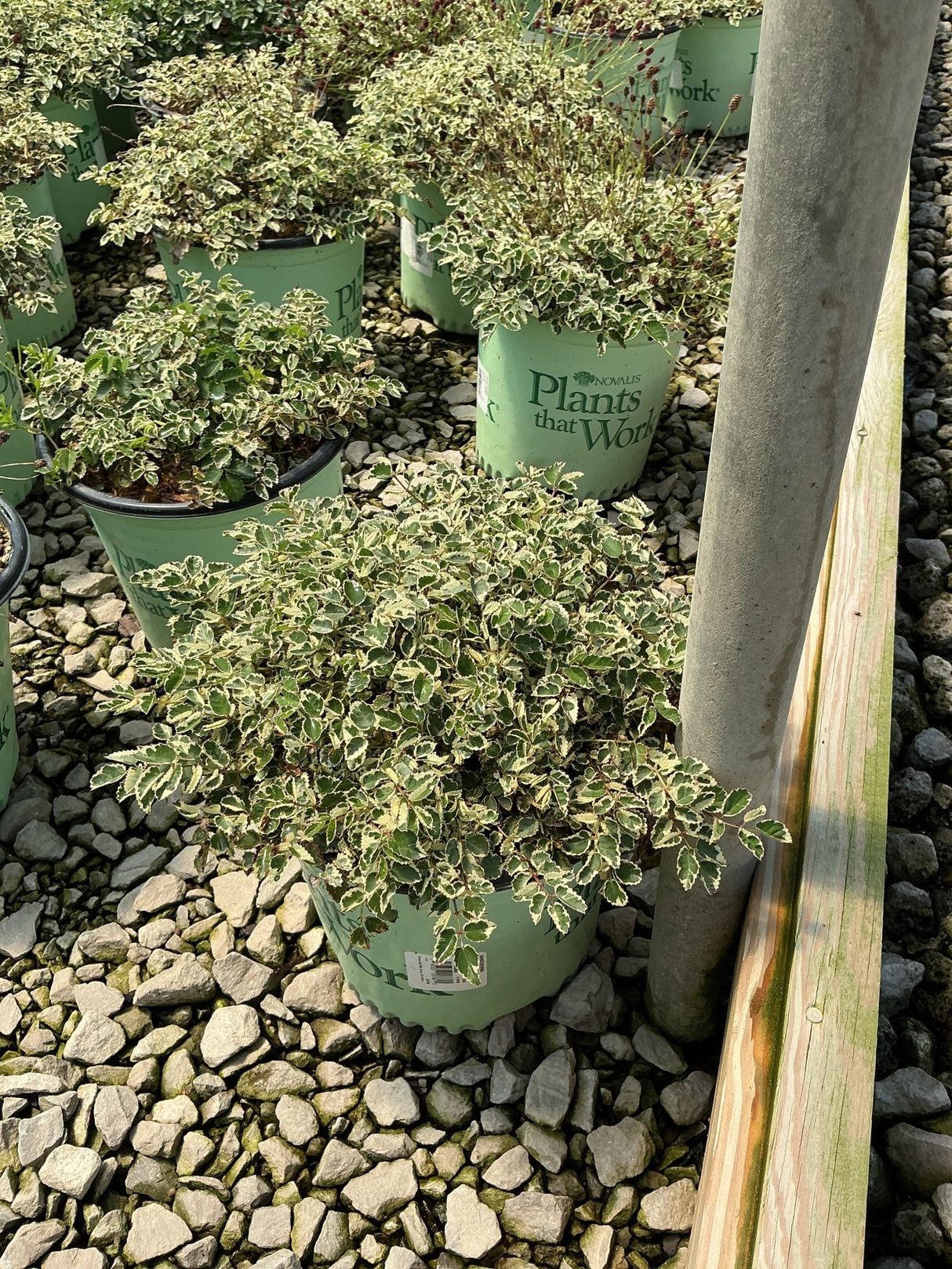 Variegated shrubs with green and white foliage in Novalis Plants that Work containers at a nursery.