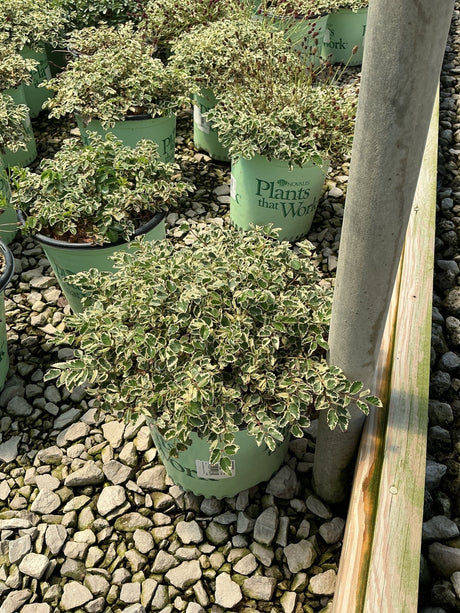 Variegated shrubs with green and white foliage in Novalis Plants that Work containers at a nursery.