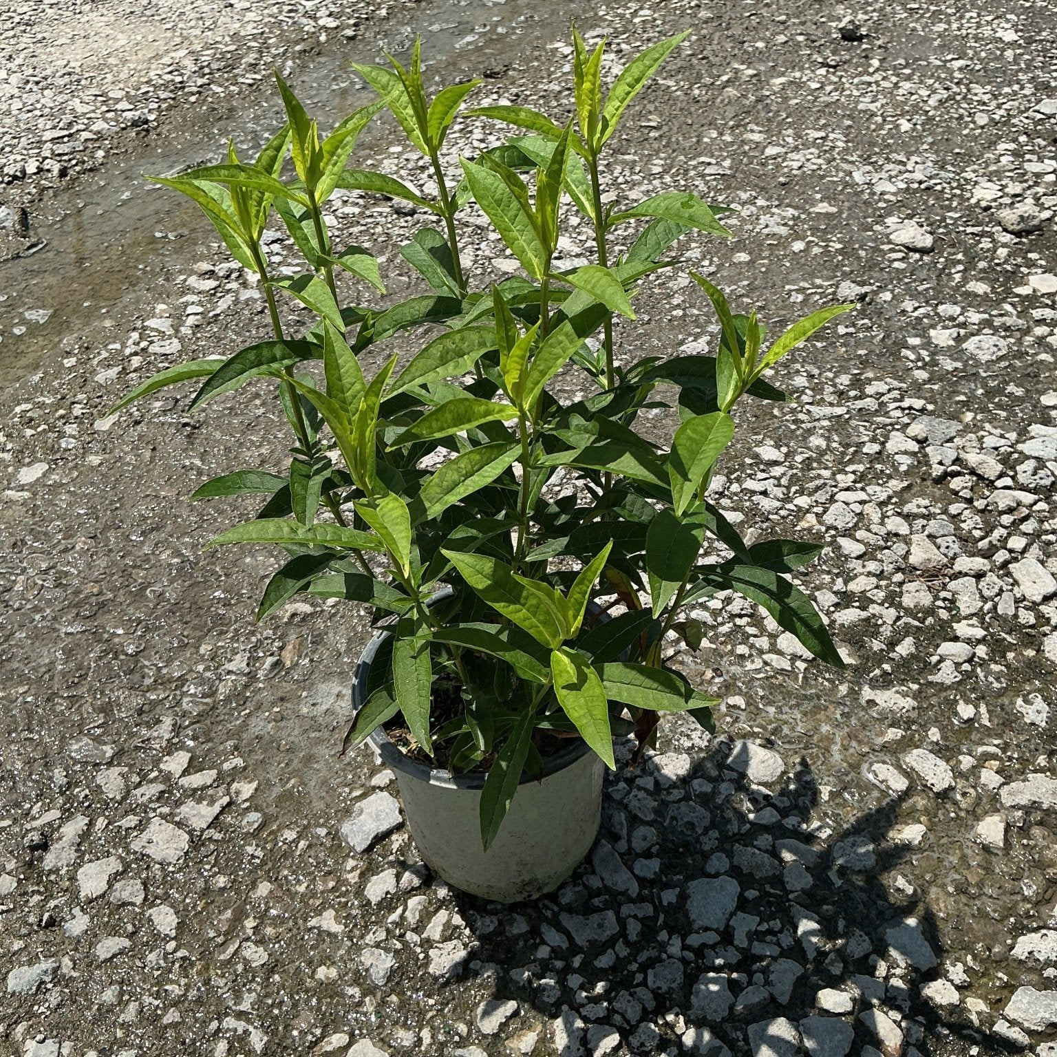 Jeana Tall Garden Phlox in a #1 container showing dense green foliage and upright stems on a gravel surface.