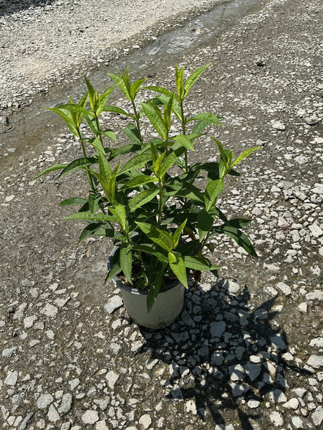 Jeana Tall Garden Phlox in a #1 container showing dense green foliage and upright stems on a gravel surface.