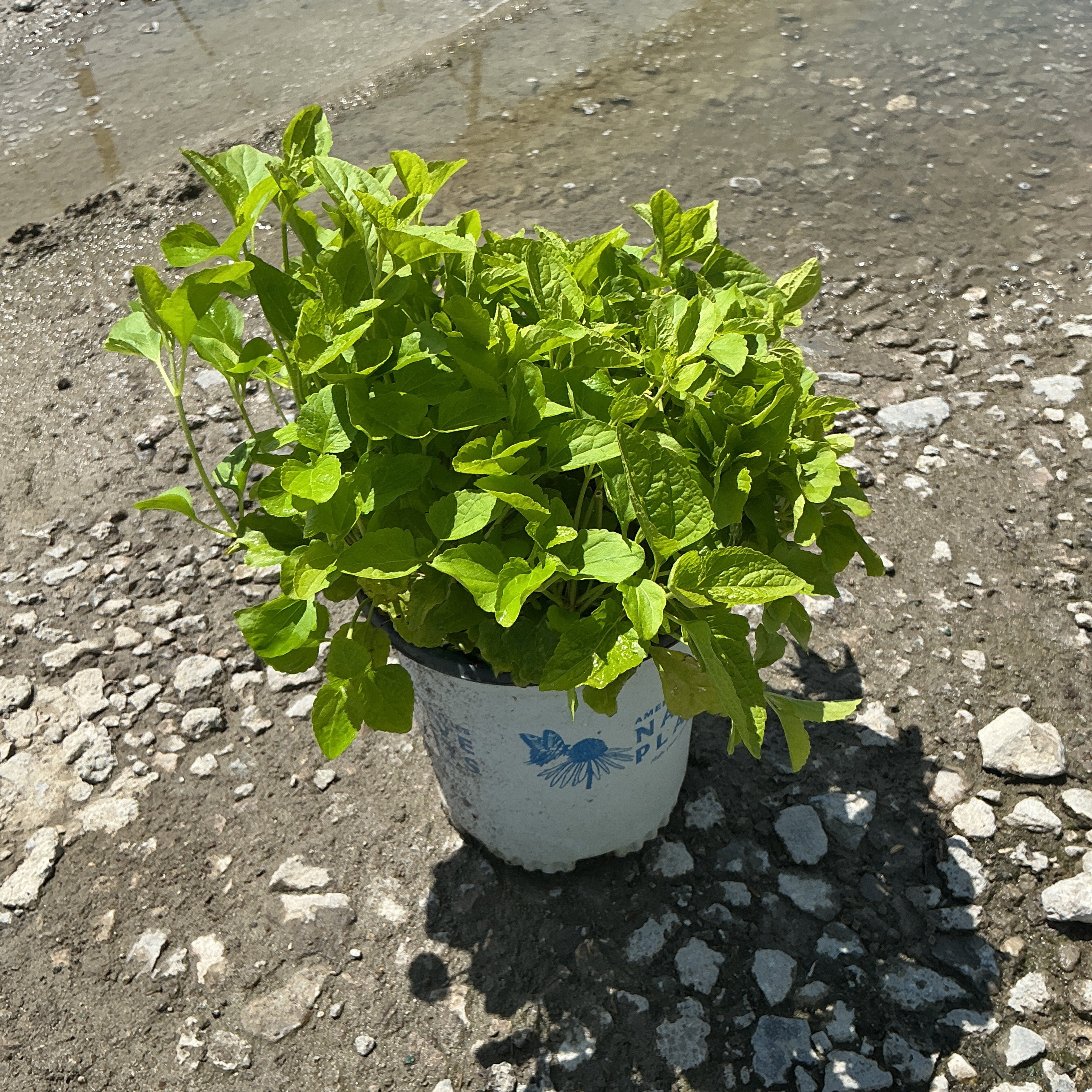 Blue Mistflower in a #1 container showing dense green foliage, placed on a gravel surface in bright sunlight.