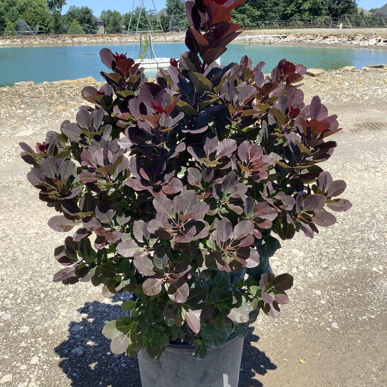 Royal Purple Smokebush in a #3 container displaying deep burgundy foliage, staged near a pond on a sunny day.