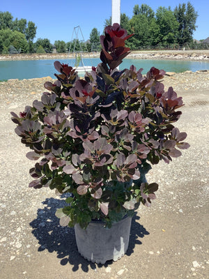 Royal Purple Smokebush in a #3 container displaying deep burgundy foliage, staged near a pond on a sunny day.