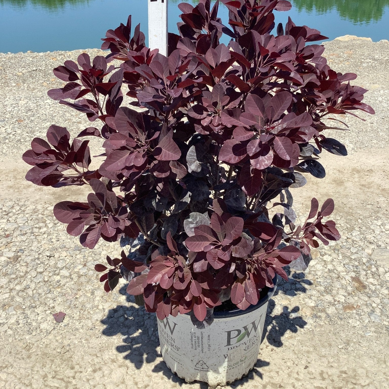 Winecraft Black Smokebush in a #3 container displaying deep burgundy-purple foliage near a pond.