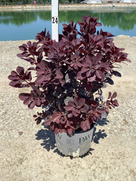 Winecraft Black Smokebush in a #3 container displaying deep burgundy-purple foliage near a pond.