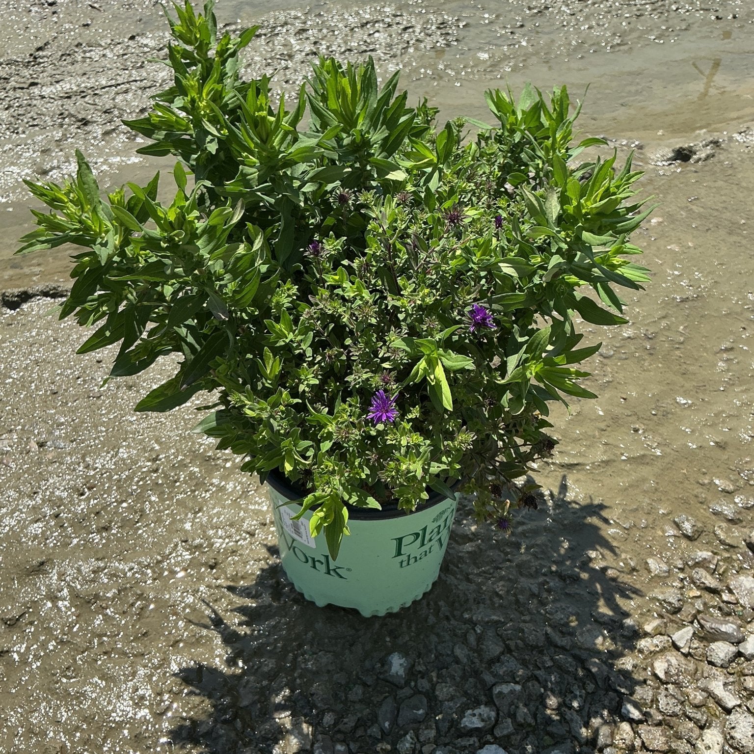Grape Crush New England Aster in a #1 container showing dense green foliage with small purple blooms on gravel surface.