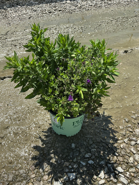 Grape Crush New England Aster in a #1 container showing dense green foliage with small purple blooms on gravel surface.