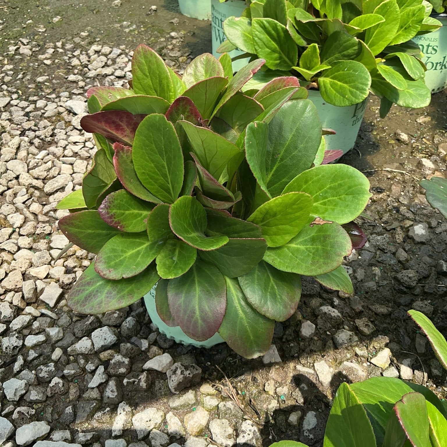 Early Brilliance Magenta Bergenia showing dense rosette of green leaves with deep red-purple undersides in a nursery container.