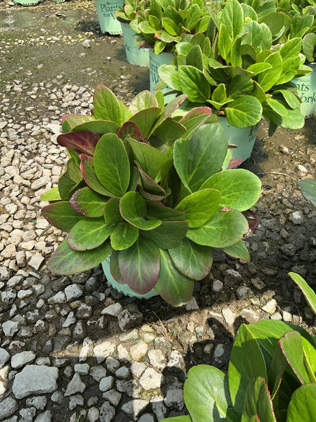 Early Brilliance Magenta Bergenia showing dense rosette of green leaves with deep red-purple undersides in a nursery container.