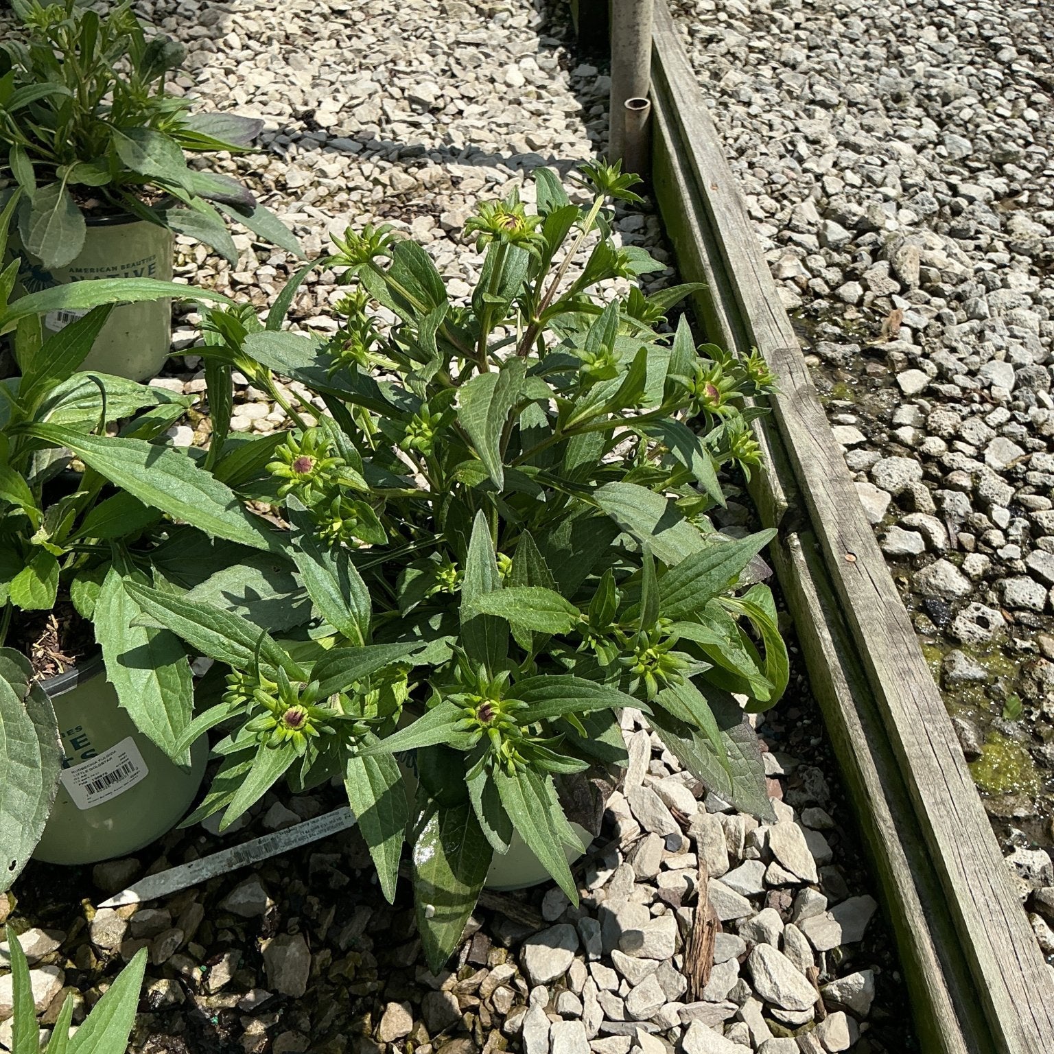 Little Goldstar Black-Eyed Susan in a #1 container showing lush green foliage and developing buds at a nursery.