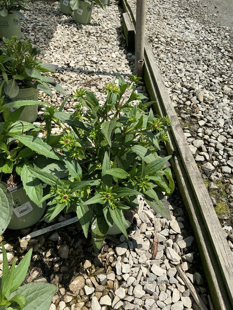 Little Goldstar Black-Eyed Susan in a #1 container showing lush green foliage and developing buds at a nursery.