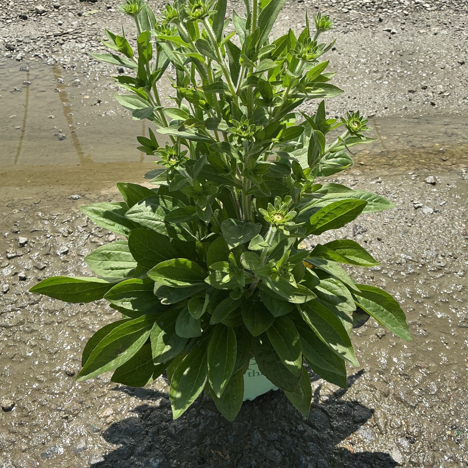 Rudbeckia x 'Glitters Like Gold' Black-Eyed Susan in a #1 container with green buds forming on upright stems.
