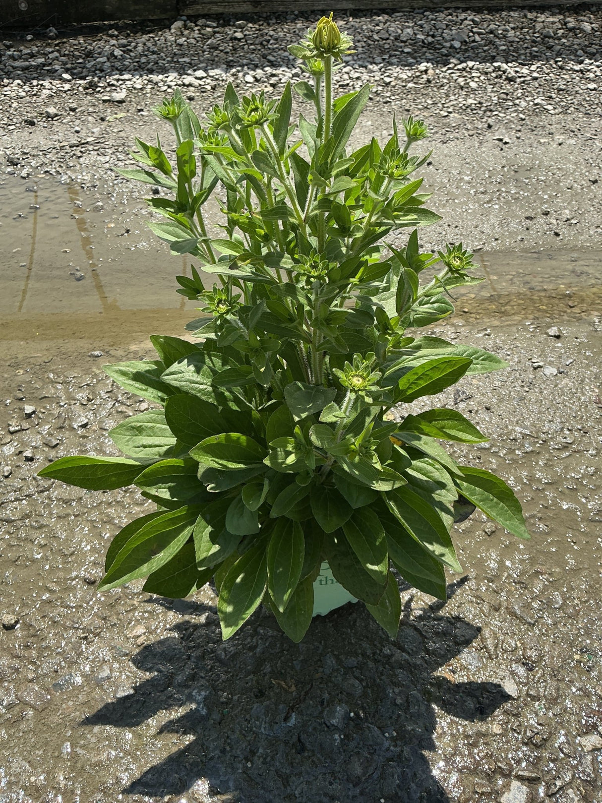 Rudbeckia x 'Glitters Like Gold' Black-Eyed Susan in a #1 container with green buds forming on upright stems.