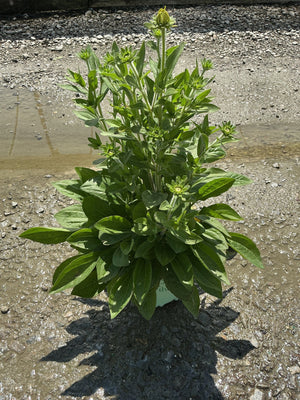 Rudbeckia x 'Glitters Like Gold' Black-Eyed Susan in a #1 container with green buds forming on upright stems.