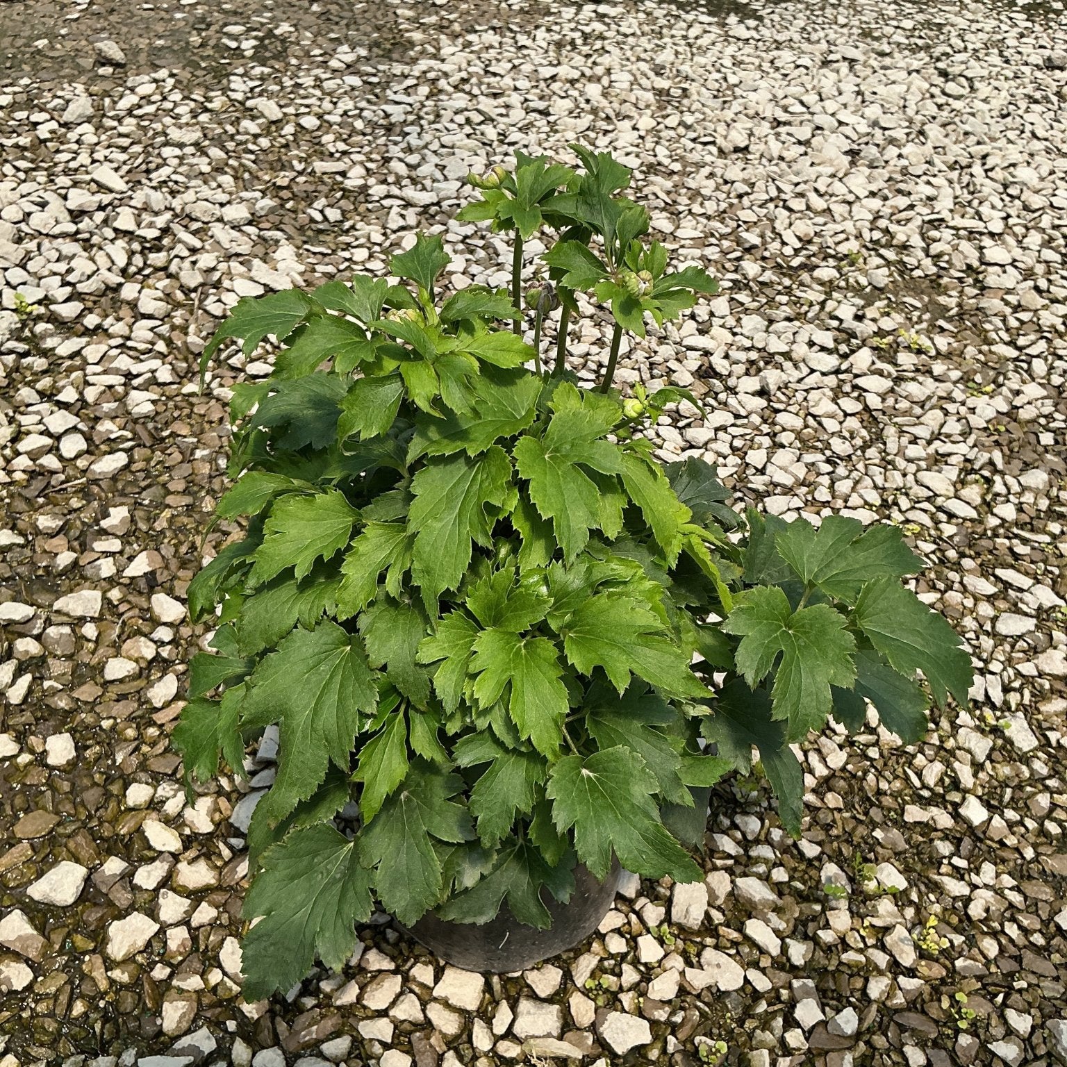 Curtain Call Pink Japanese Anemone in a #1 container with lush green foliage and developing buds, set on gravel.