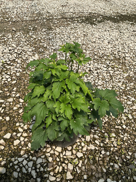 Curtain Call Pink Japanese Anemone in a #1 container with lush green foliage and developing buds, set on gravel.