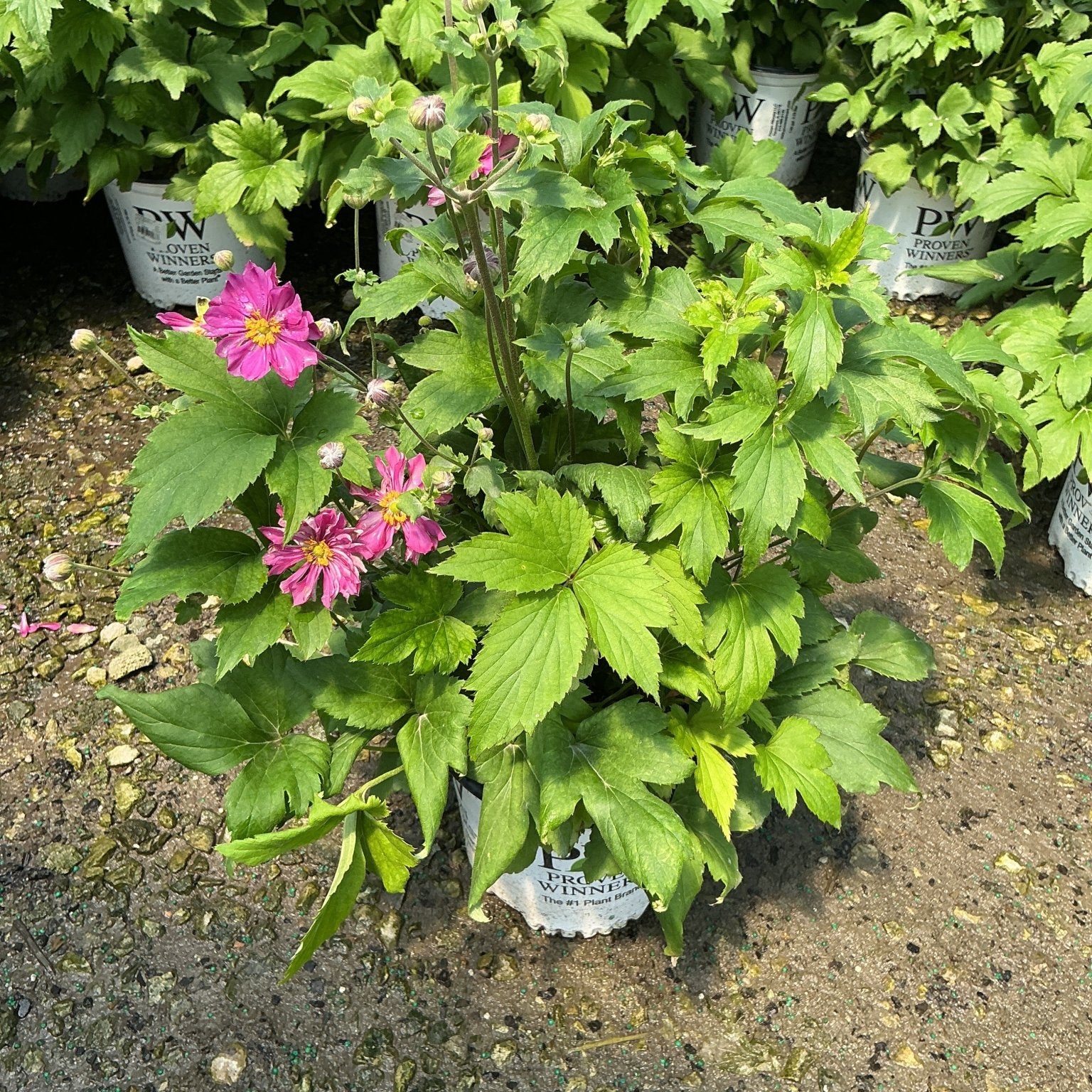 Fall in Love Sweetly Japanese Anemone in a Proven Winners container with bright pink semi-double blooms and dark stems.