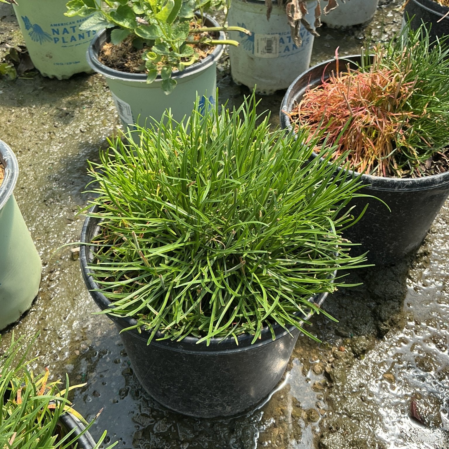 Armeria maritima Splendens Sea Thrift growing in a black nursery container, showing dense mounding green foliage.