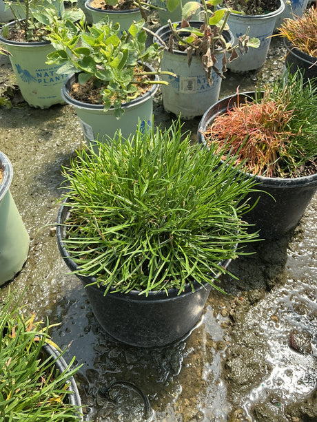 Armeria maritima Splendens Sea Thrift growing in a black nursery container, showing dense mounding green foliage.