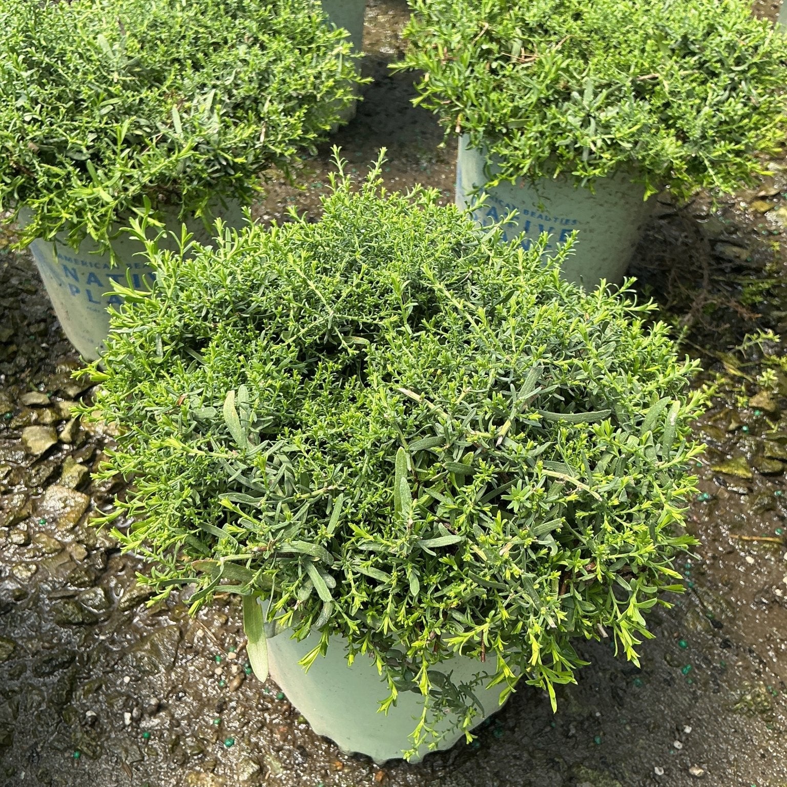 Snow Flurry Aster in a #1 nursery container showing dense mounding foliage habit before fall bloom.