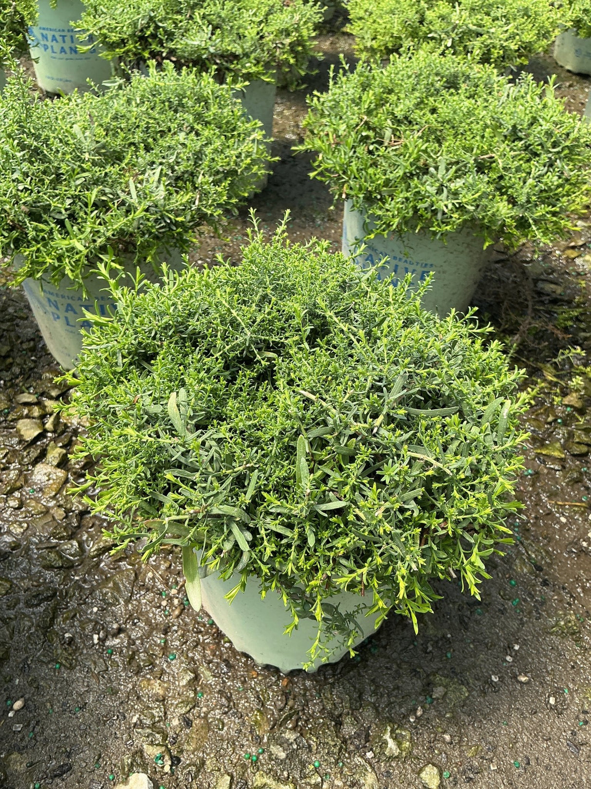 Snow Flurry Aster in a #1 nursery container showing dense mounding foliage habit before fall bloom.