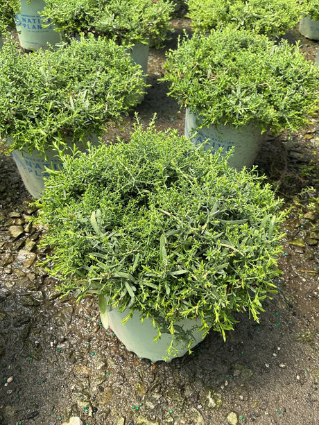 Snow Flurry Aster in a #1 nursery container showing dense mounding foliage habit before fall bloom.