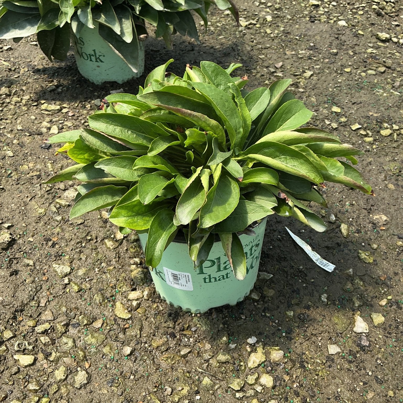 Dakota Verde Penstemon in a #1 container showing a low mound of dark green foliage at a nursery.