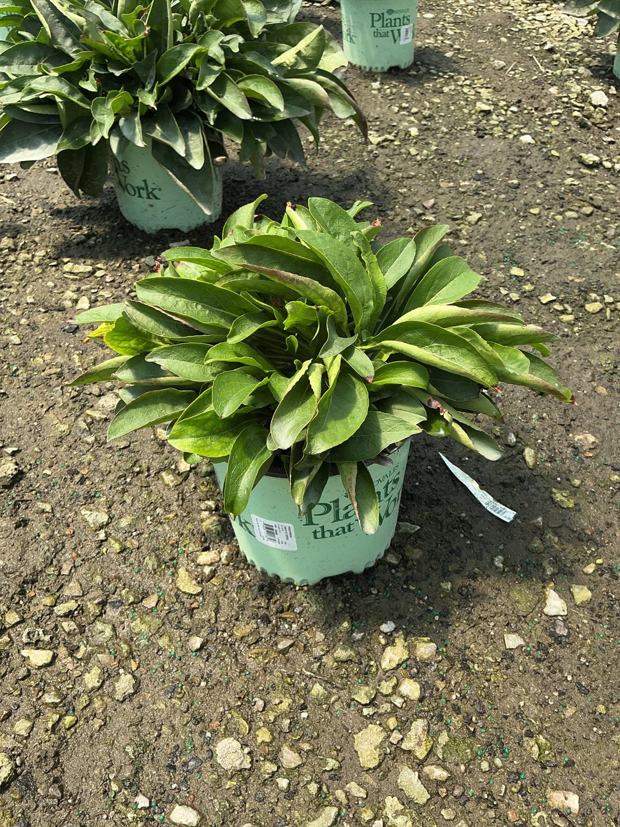 Dakota Verde Penstemon in a #1 container showing a low mound of dark green foliage at a nursery.