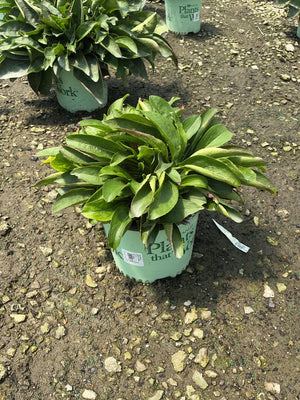 Dakota Verde Penstemon in a #1 container showing a low mound of dark green foliage at a nursery.