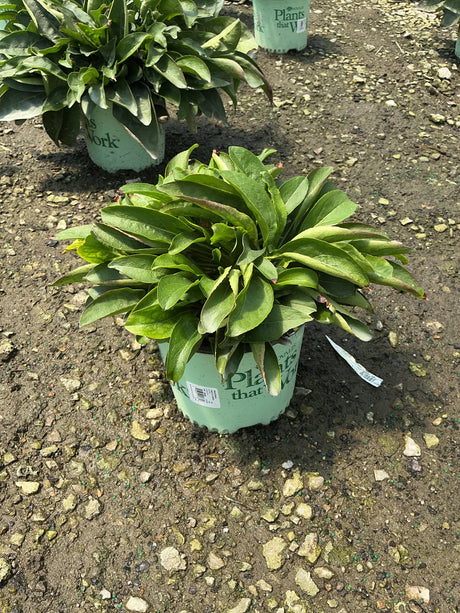 Dakota Verde Penstemon in a #1 container showing a low mound of dark green foliage at a nursery.